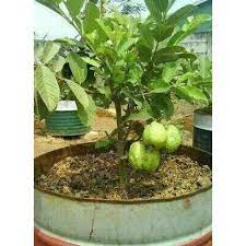 Selain menjual pohon tabebuya kami juga menjual aneka jenis pohon pelindung yang kami jual sebagai. Pusat Benih Terlengkap Jual Bibit Tanaman Buah Jambu Kristal Sudah Berbunga Asli Se Shopee Shopee Indonesia