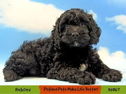 Welcome to pure bred pups in joice iowa! Cockapoo Puppies Petland Pets Puppies Chicago Illinois