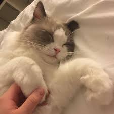 1 Begendiklerim Tumblr Cilgin Disi Kedi Cok Sirin Hayvanlar Sevimli Kedi Yavrulari