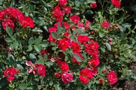 Created from a blend of miniature roses and full size groundcover roses, you are sure to love the drift rose. Red Drift Rose Calloway S Nursery