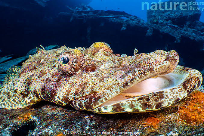 Stock photo of Crocodile flathead (Cymbacephalus beauforti) waiting to ambush prey on SS…. Available for sale on www.naturepl.com