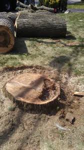 Tree removal companies will never give you a cost per hour to remove a tree, which is actually good news for you. Pin On Tree