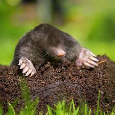 Der europäische maulwurf (talpa europaea), häufig auch nur maulwurf genannt, ist eine säugetierart aus der familie der maulwürfe (talpidae) innerhalb der ordnung der insektenfresser (eulipotyphla). Maulwurf Infos Im Tierlexikon Geolino