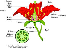 Parts Of A Flower And Plant Do You Know Them All 7 Diagrams Flower Cell Leaf Stem Etc Parts Of A Flower Flower Structure Types Of Flowers