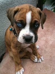 Boxer puppies for adoption in pa. Blue Eyed Boxer Puppies For Sale Online Shopping