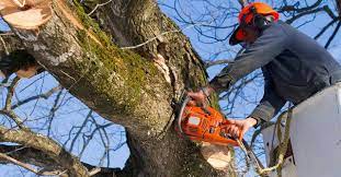 If you live on the outskirts of the city, you may need to pay more in travel costs. The 10 Best Tree Removal Companies In Atlanta Ga 2021