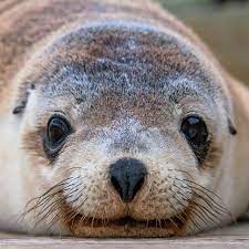 Australia On Instagram Here S An Adorable Australian Sea Lion Face That Is Sure To Make You Smile Jamesrobinsp Animals Beautiful Cute Animals Animal Antics