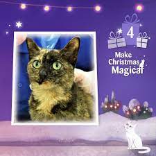 Cats Protection Bedford Biggleswade Charity Shop Home Facebook