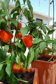 Plant the seeds in a light layer of soil. Nothing Says Summer Like Sweet Bell Peppers On A Salad On The Grill Or Just Sliced Up And Dipped Growing Bell Peppers Growing Peppers Easy Plants To Grow