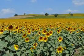 Pokok bunga matahari ( helianthus annuus) ialah sejenis pokok semusim dalam famili asteraceae yang berasal dari benua amerika, dengan kepalanya berkuntum besar. Cara Menanam Bunga Matahari Di Dalam Pot Dari Biji Hingga Mekar Portal Jember