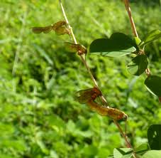 Image result for Grona ramosissima