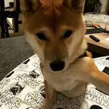 The great collection of doge wallpaper 1920x1080 for desktop, laptop and mobiles. Bob The Doge This Is Doge How May I Help You Shibae