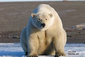 twenty good reasons not to worry about polar bears