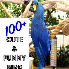 100 Cute And Funny Bird Names From Mr Beaks To Whistler Pethelpful