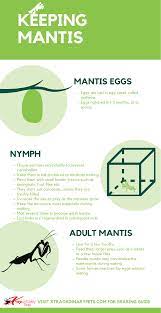 Mantis Keeping Infographic In 2021 Praying Mantis Beginners Guide Keep Praying