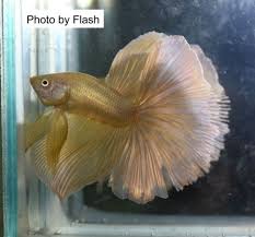 Pin By Olivia Christensen On Beautiful Betta Fish Betta Fish Betta Fish