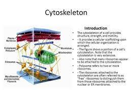 Cytoskeleton Introduction The Cytoskeleton Of A Cell Provides Structure Strength And Motility Science Cells Science Notes Cell Analogy