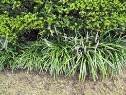 Controlling And Dividing Liriope Monkey Grass Thriftyfun