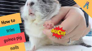 The trick with nail trims is to cut the sharp tip off the nail without cutting into the quick. How To Trim Guinea Pig Nails At Home How To Stop Nail Bleeding Youtube