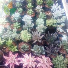 Jual Aneka Tanaman Kaktus Hias Siap Dikirim Harga Mulai Dari 25rb Bibit Untuk Koleksi Dirumah Beli Sekarang Ya Plants Cactus Kaktush Tanaman Kebun Kaktus
