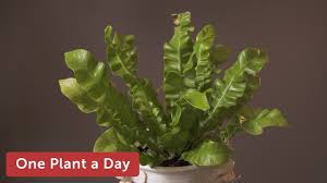 Locations in or near bathrooms or kitchens may have better humidity. Asplenium Nidus Houseplant Care 171 Of 365 Youtube