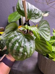 Image result for Peperomia molleri
