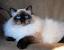 Blue Seal Point Siamese
