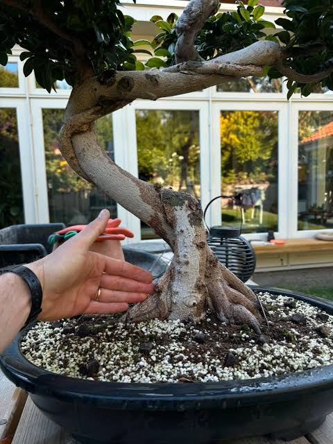 Would you pay $400 for this ficus bonsai? : r/bonsaicommunity