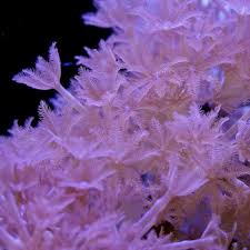Tidal Gardens Red Sea Pulsing Xenia