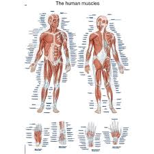 the human muscles anatomical chart