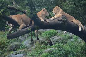 Sidat jepang (anguilla japonica) adalah sejenis sidat dari familia anguillidae yang ditemui di jepang, korea, vietnam, laut cina timur dan filipina utara. Fauna Jepang