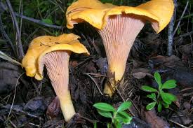 Les pêcheries vendent les cartes autorisant la cueillette de champignons dans la forêt (privée) de quénécan. Chibougamau Region De Champignons La Sentinelle