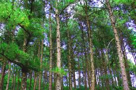 Image result for balmoral uk