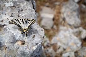 Djebel Zaghouan — Nicholas Hazard Collins