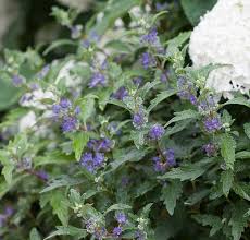 Image result for Caryopteris odorata