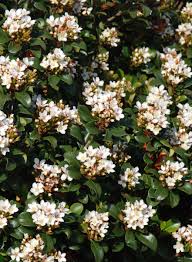 Image result for Eremospatha cuspidata