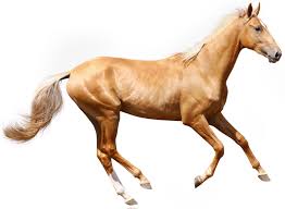 Black, bay, brown, chestnut, dun, grulla, sorrel, palomino, buckskin, gray, or roan. Cream Veterinary Genetics Laboratory