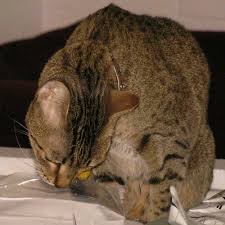 It's a combination of reasons that give your cat the tendency to chew and eat to be frank, there isn't any medical science to state the actual reason why cats eat or chew on plastic. 7 Reasons Cats Love To Lick Plastic Catster