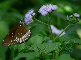 Ageratum Houstonianum Floss Flower