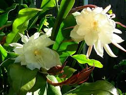 Image result for Oxypetalum