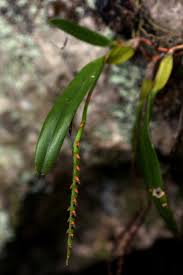 Image result for Bulbophyllum unifoliatum