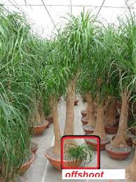 We did not find results for: Can I Grow A New Elephant Foot Plant From It S Offshoot