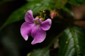 Image result for Impatiens erecticornis