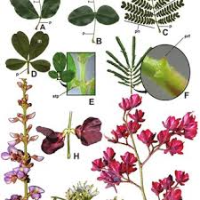 Image result for Humularia pseudo aeschynomene