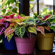 Image result for Coleus tetragonus