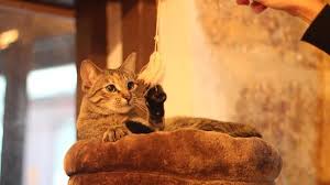 parisian cafes now with cats cats big house cats cat halloween costume