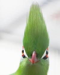 10 burung tercantik di dunia tak pernah tergantikan hingga 10 gambar burung cendrawasih paling indah cantik di dunia burung burung tercantik di dunia diantaranya dari indonesia harapan 10 Burung Dengan Jambul Paling Cantik Ada Yang Mirip Mahkota