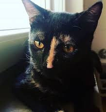 Black And Orange Tortoiseshell Kitten Top 45 Black And Orange Cat Names Petpress In 2020 Cat Names Tortoiseshell Cat Names Orange Cat