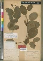 Image result for Euphorbia chevalieri