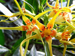 Image result for Strophanthus speciosus